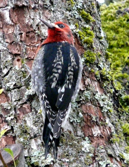 1.red.breasted.sapsucker.